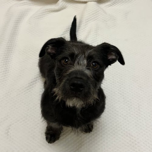STOUT - Terrier available for adoption