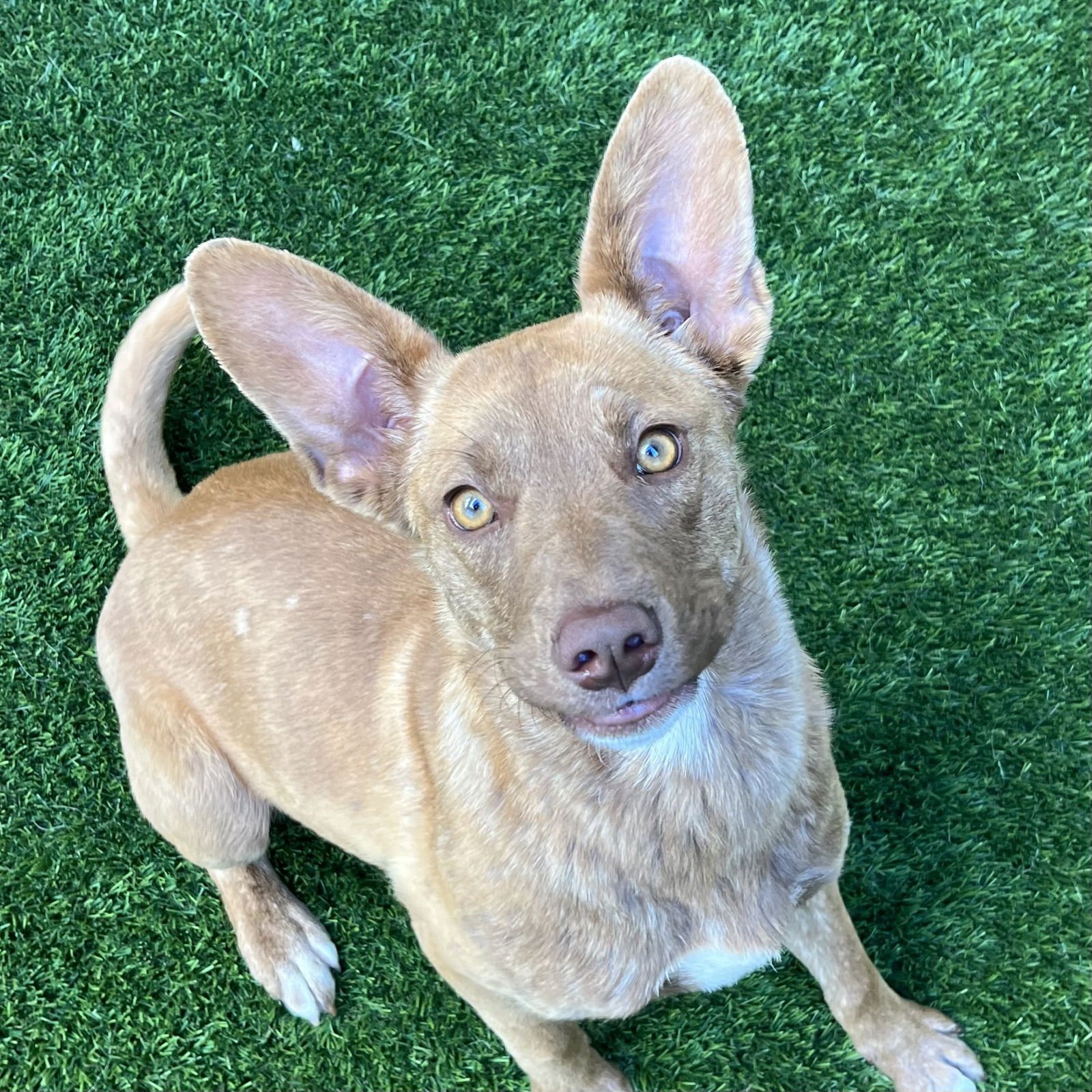 ANELA - Australian Cattle Dog/Blue Heeler available for adoption