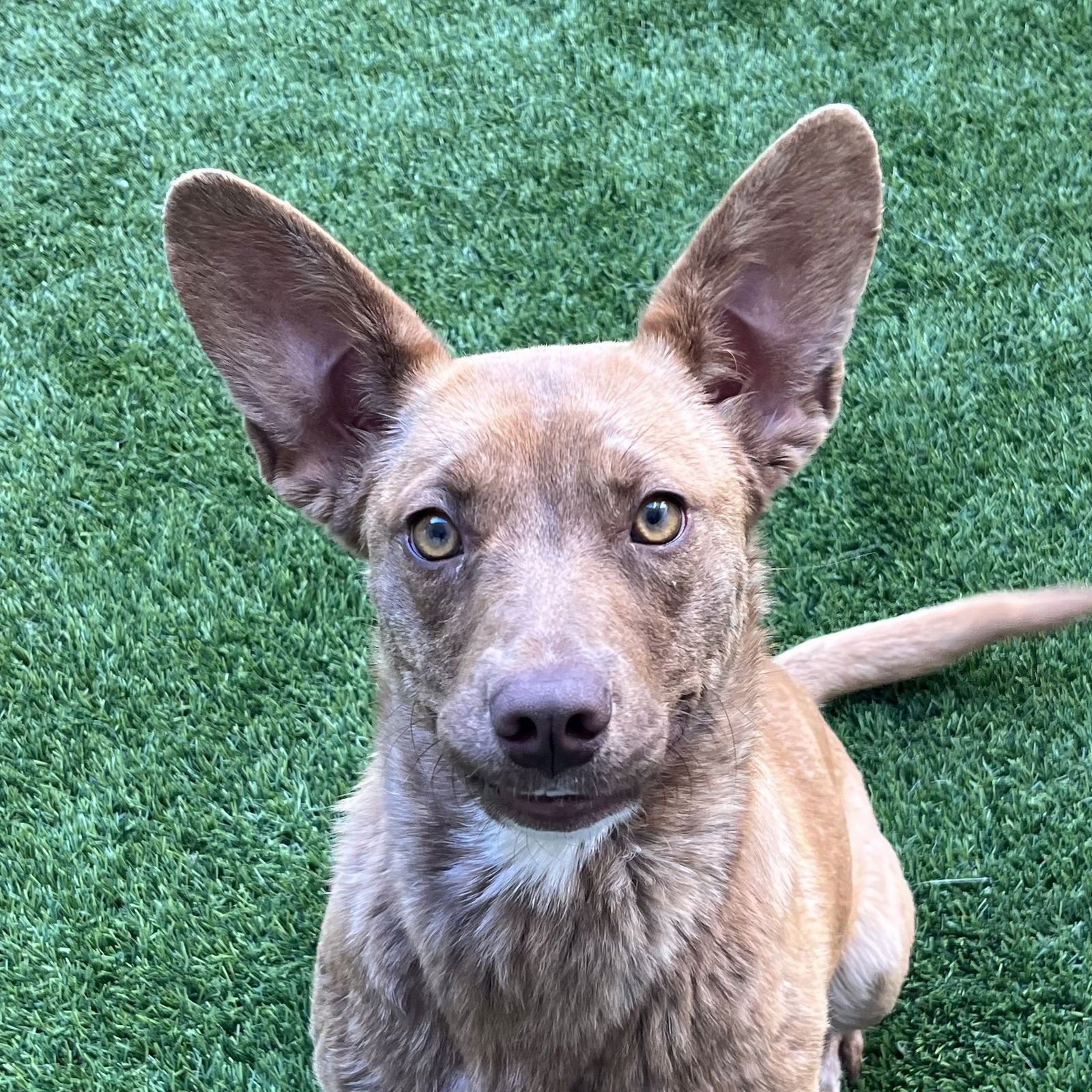 ANELA - Australian Cattle Dog/Blue Heeler available for adoption