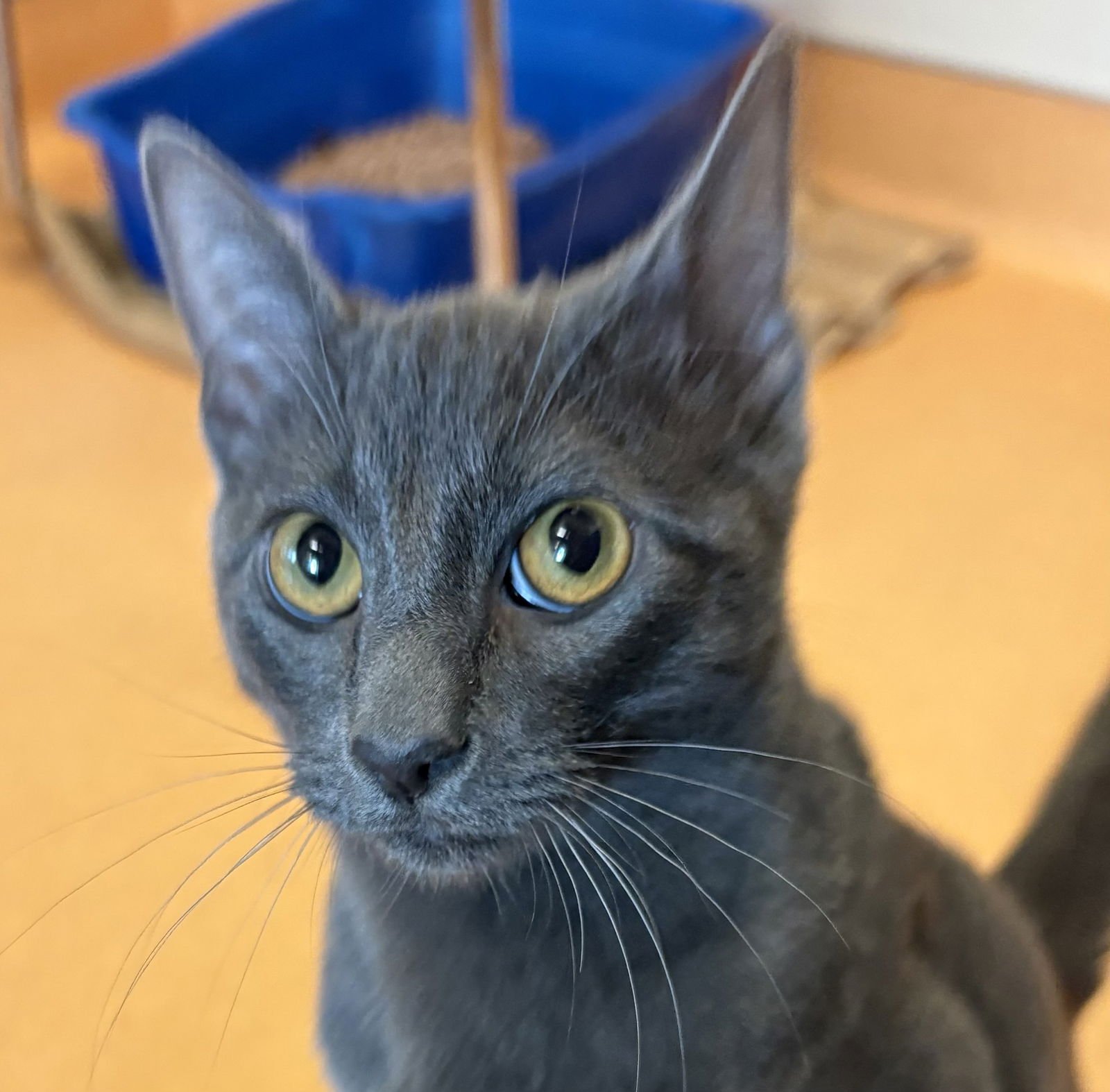 SAMMY - Domestic Short Hair / Tabby available for adoption