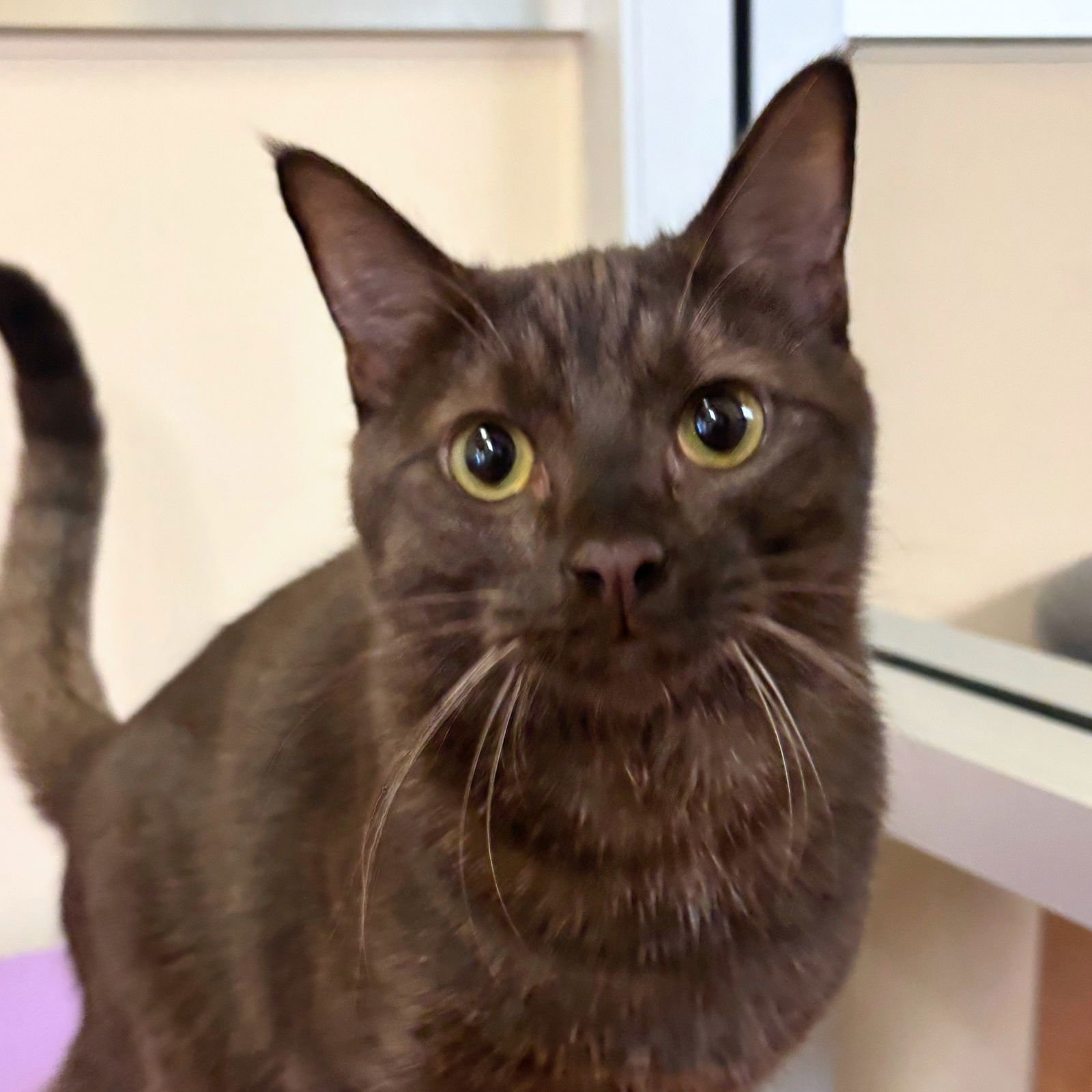 MILK - Domestic Short Hair available for adoption