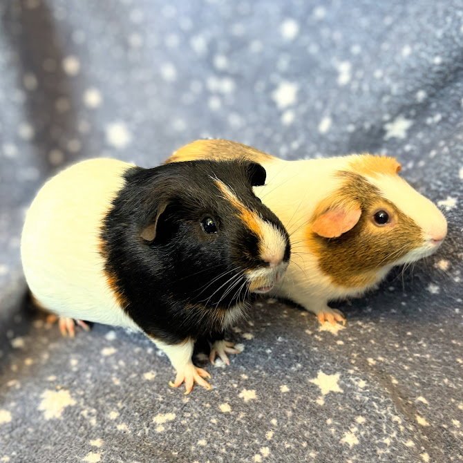 Walter & Oliver (M) Image