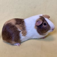 Walter & Oliver (M) - Photo 2