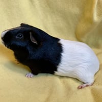 Walter & Oliver (M) - Photo 3