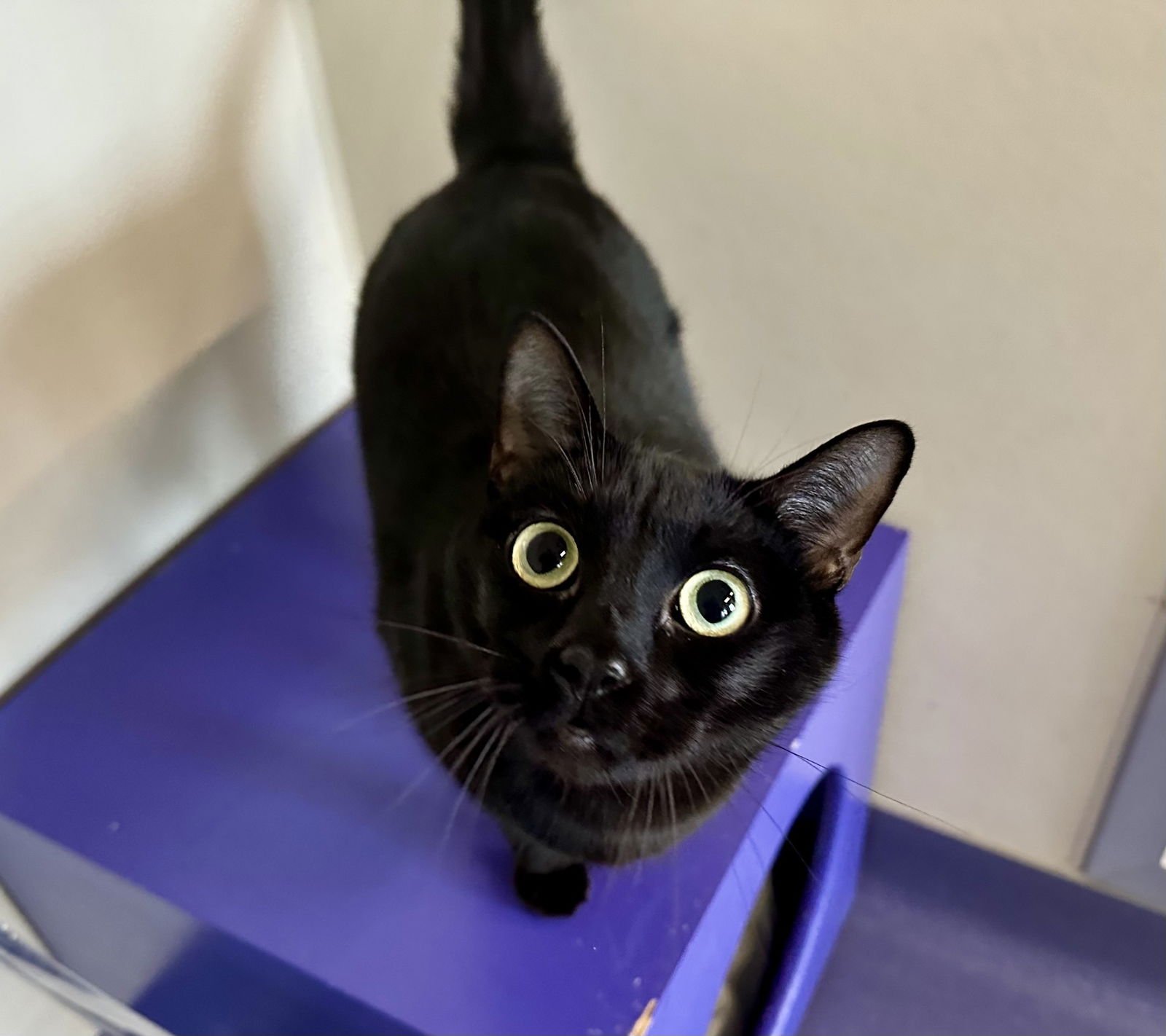 NASH - Domestic Short Hair available for adoption