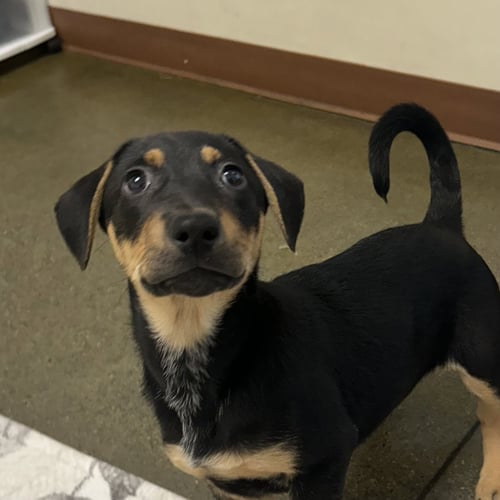 PUPPIES LARGE BREED! - Pit Bull Terrier / Beagle available for adoption