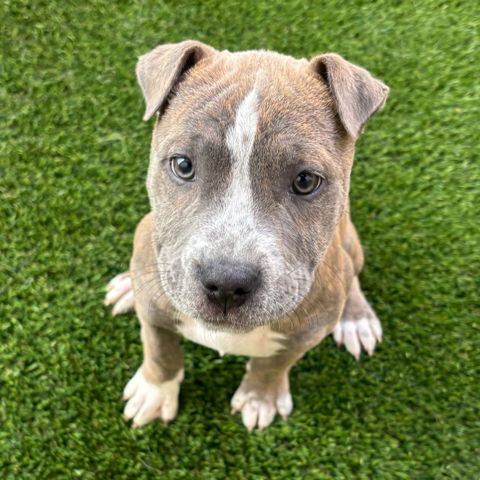 PUPPIES LARGE BREED! - Shepherd / Husky available for adoption