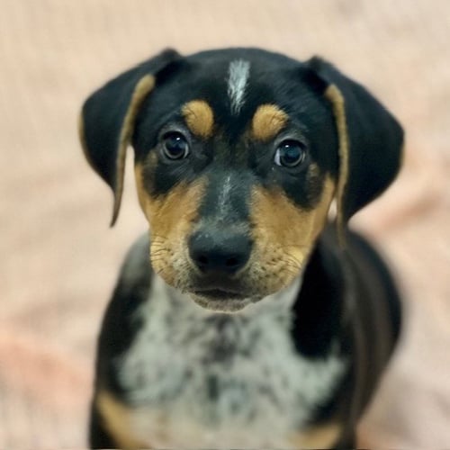 PUPPIES LARGE BREED! - Pit Bull Terrier / Beagle available for adoption