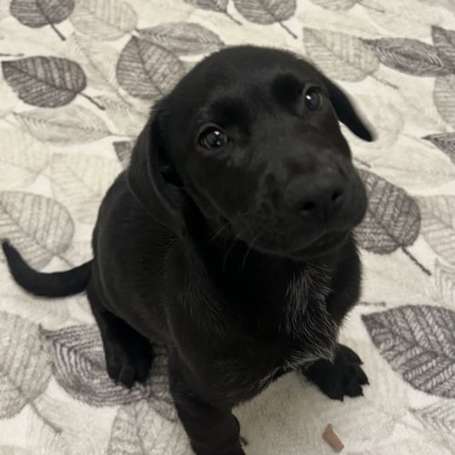 PUPPIES LARGE BREED! - Pit Bull Terrier / Beagle available for adoption