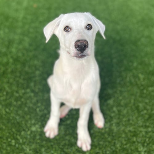 PUPPIES LARGE BREED! - Labrador Retriever / Shepherd available for adoption