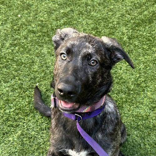 PUPPIES LARGE BREED! - Labrador Retriever / Shepherd available for adoption