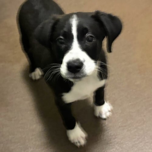 BANTAY THE PUPPY! - Border Collie available for adoption