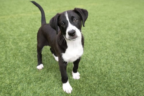 BANTAY THE PUPPY! - Border Collie available for adoption