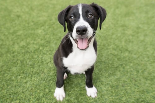 BANTAY THE PUPPY! - Border Collie available for adoption
