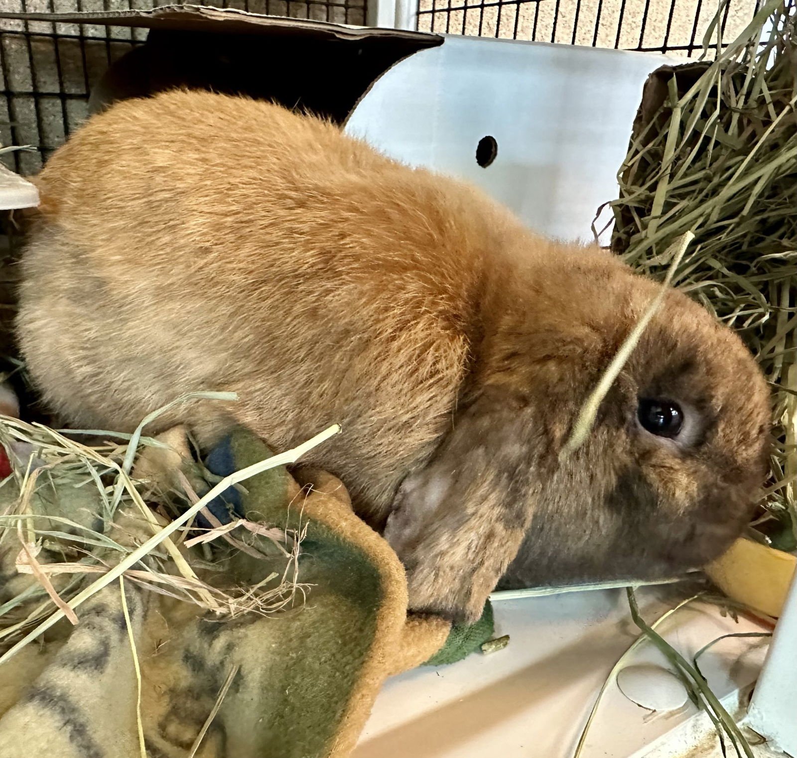 BERNIE - Holland Lop available for adoption