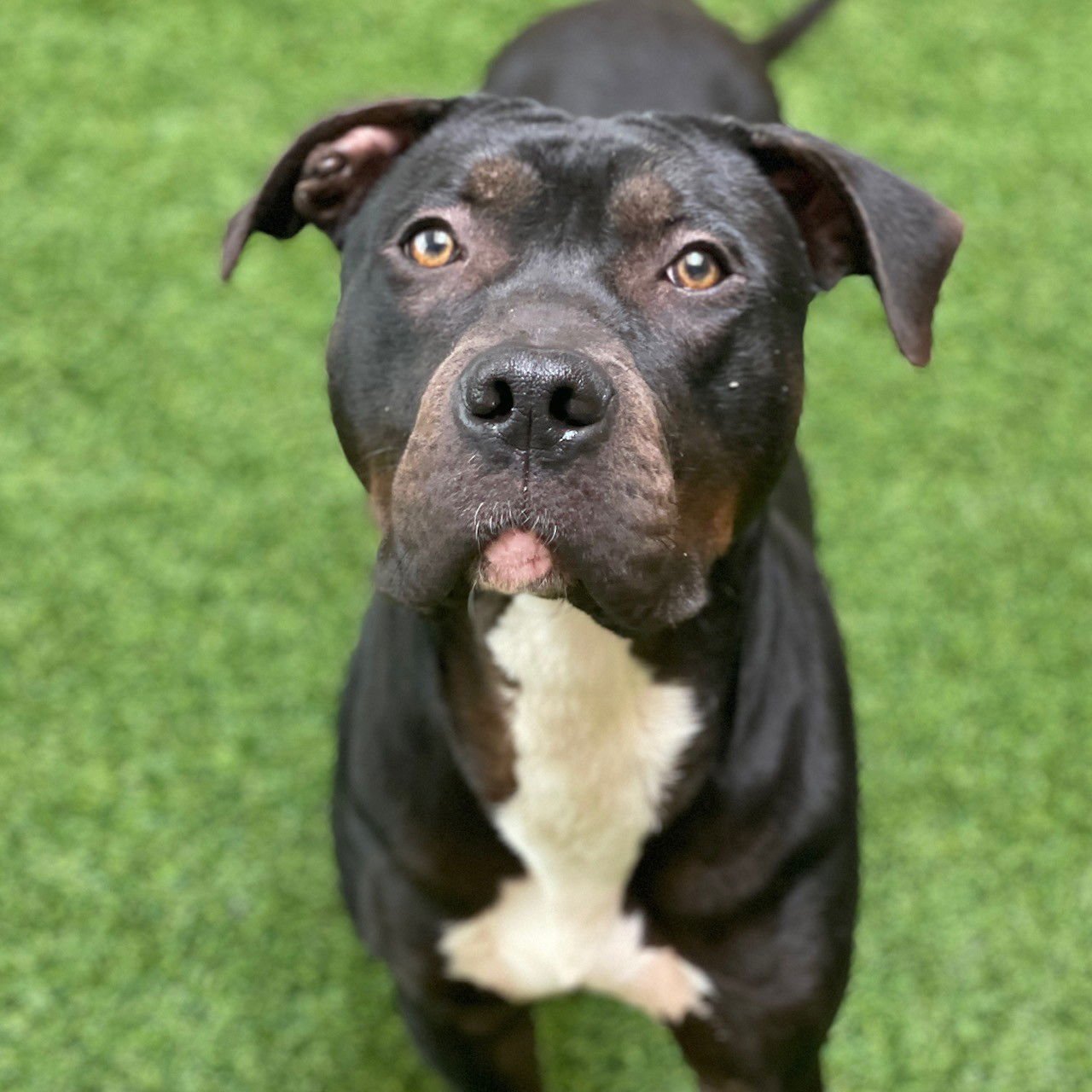 FIGGY - Pit Bull Terrier available for adoption