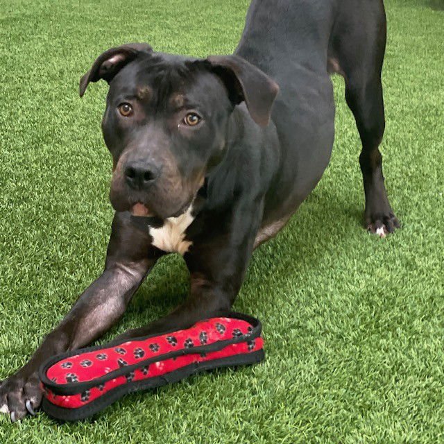 FIGGY - Pit Bull Terrier available for adoption