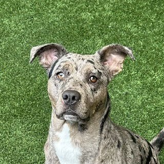 LUNA - Pit Bull Terrier available for adoption