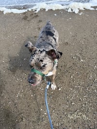 Luna - Photo 4