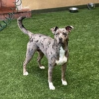 Luna - Photo 2