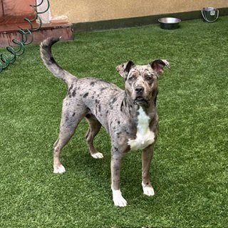 LUNA - Pit Bull Terrier available for adoption