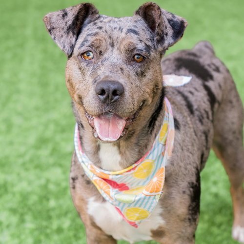 LUNA - Catahoula Leopard Dog available for adoption