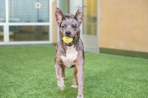 LUNA - Catahoula Leopard Dog available for adoption