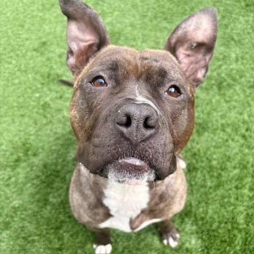 ROSIE - Pit Bull Terrier available for adoption