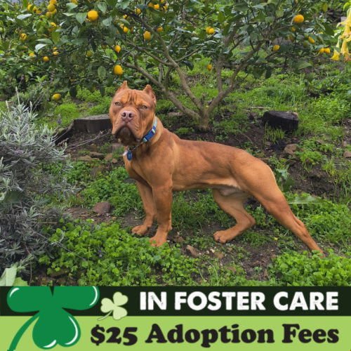 CHURRO - Pit Bull Terrier available for adoption