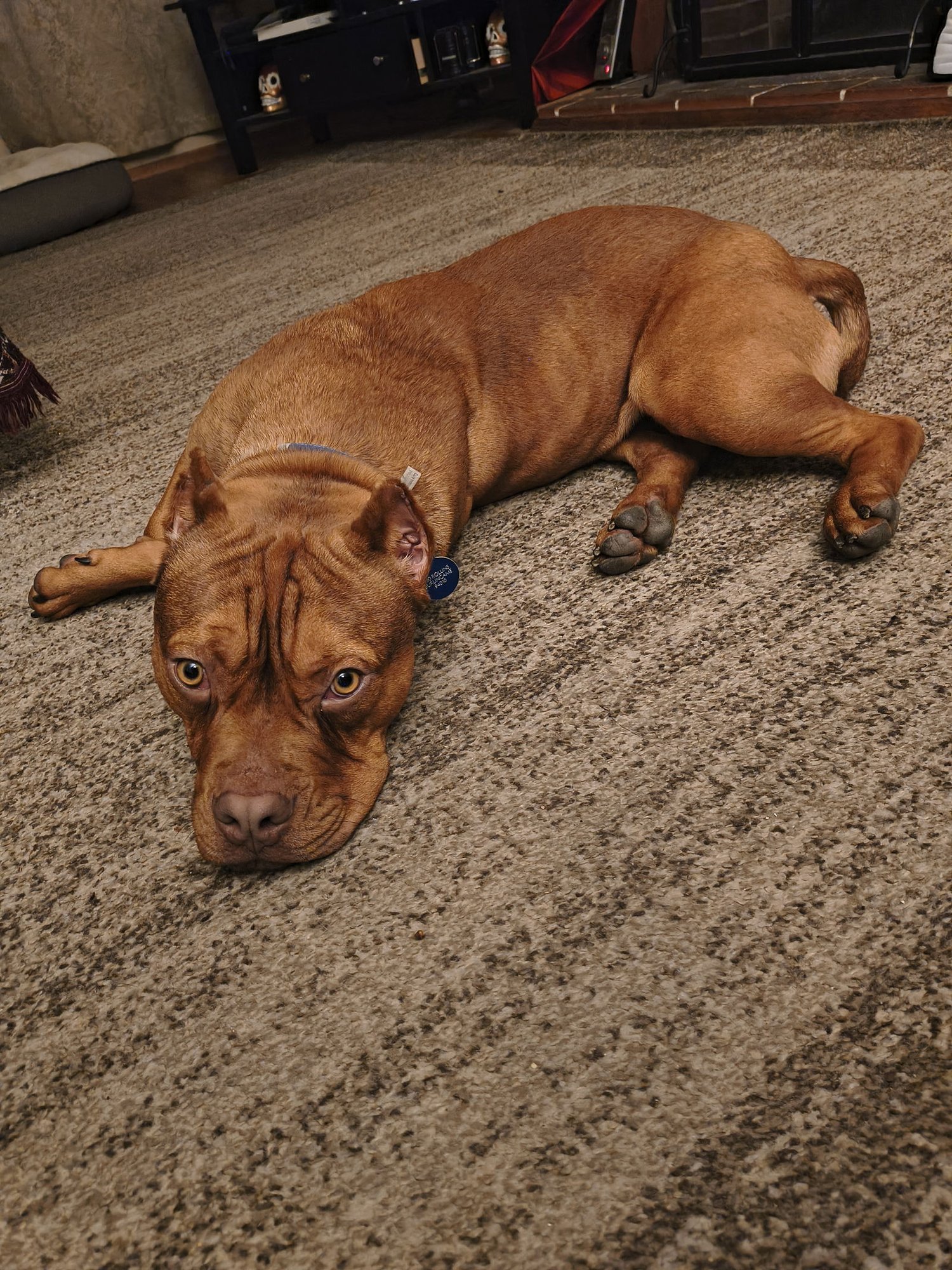 CHURRO - Pit Bull Terrier available for adoption