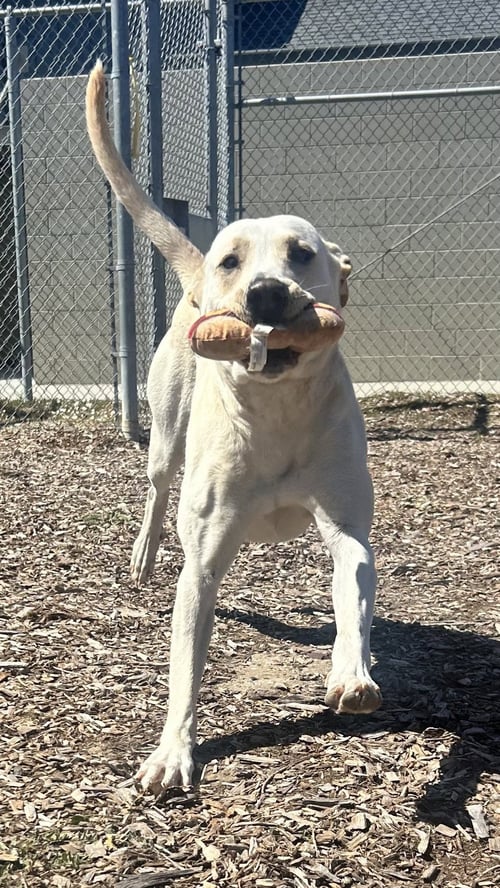 DENALI - Labrador Retriever available for adoption