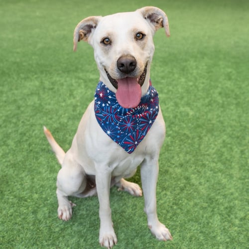 DENALI - Labrador Retriever available for adoption
