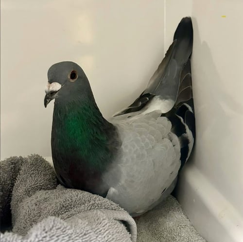 NOUGAT - Pigeon available for adoption