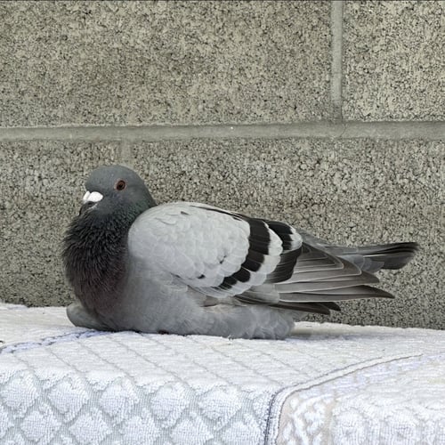 NOUGAT - Pigeon available for adoption