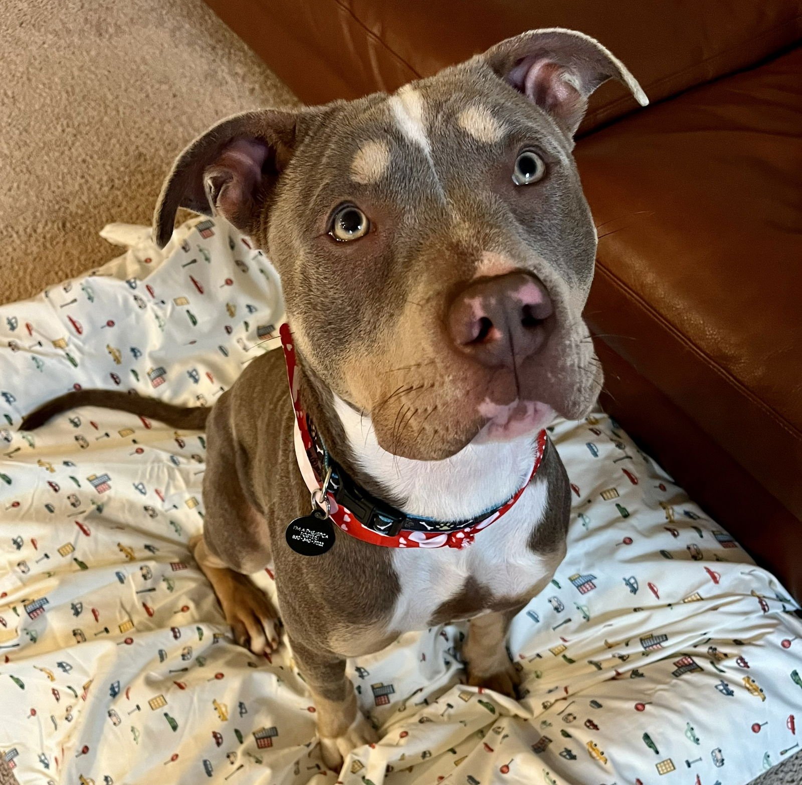 SUGARPLUM - Pit Bull Terrier available for adoption