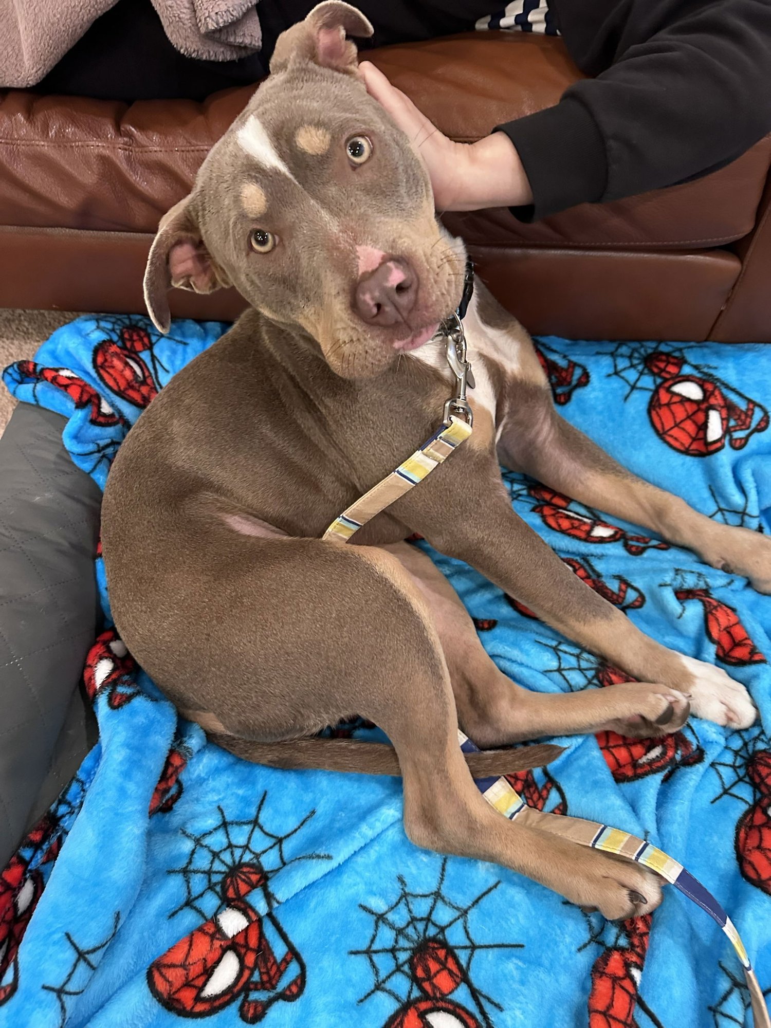 SUGARPLUM - Pit Bull Terrier available for adoption