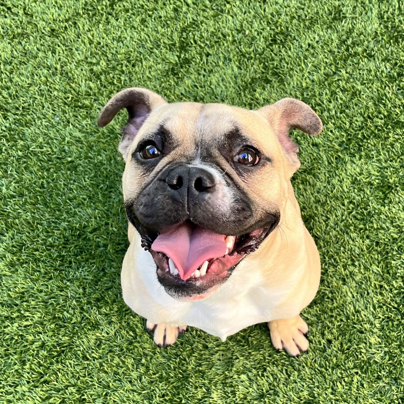 TONY - Bulldog available for adoption