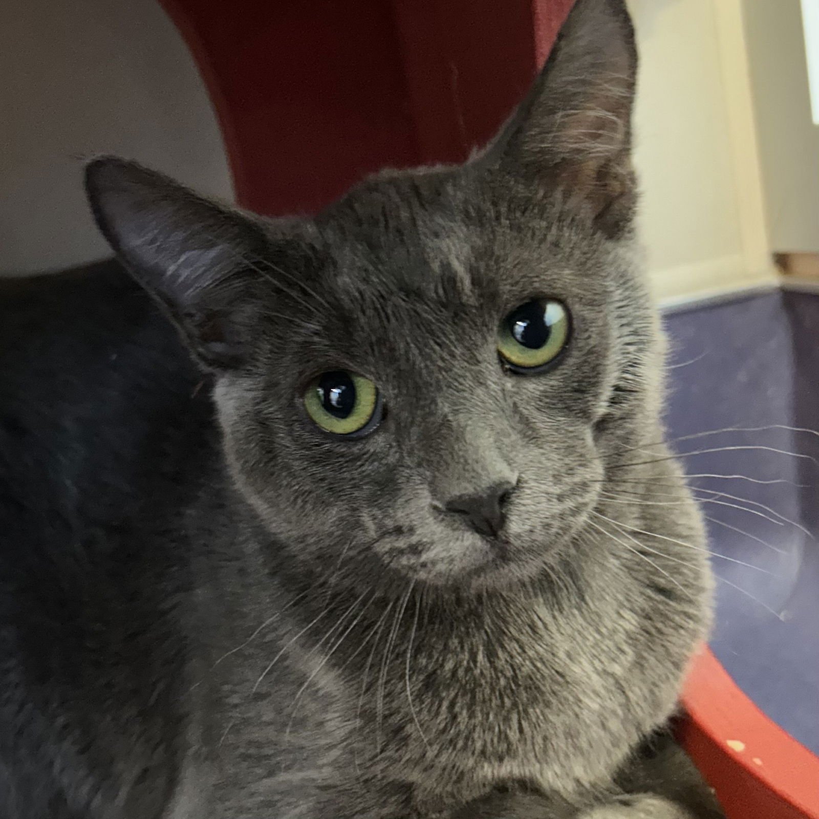 BRENNAN & VIOLET - Domestic Short Hair available for adoption