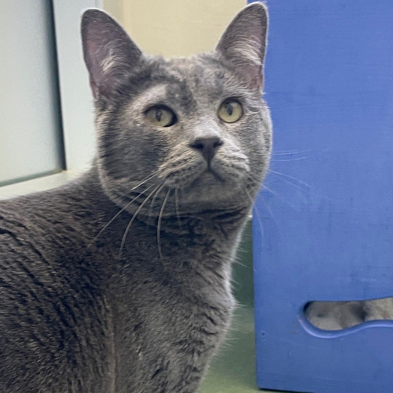 LIAM - Domestic Short Hair available for adoption