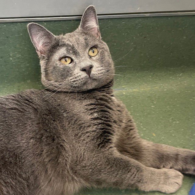 LIAM - Domestic Short Hair available for adoption