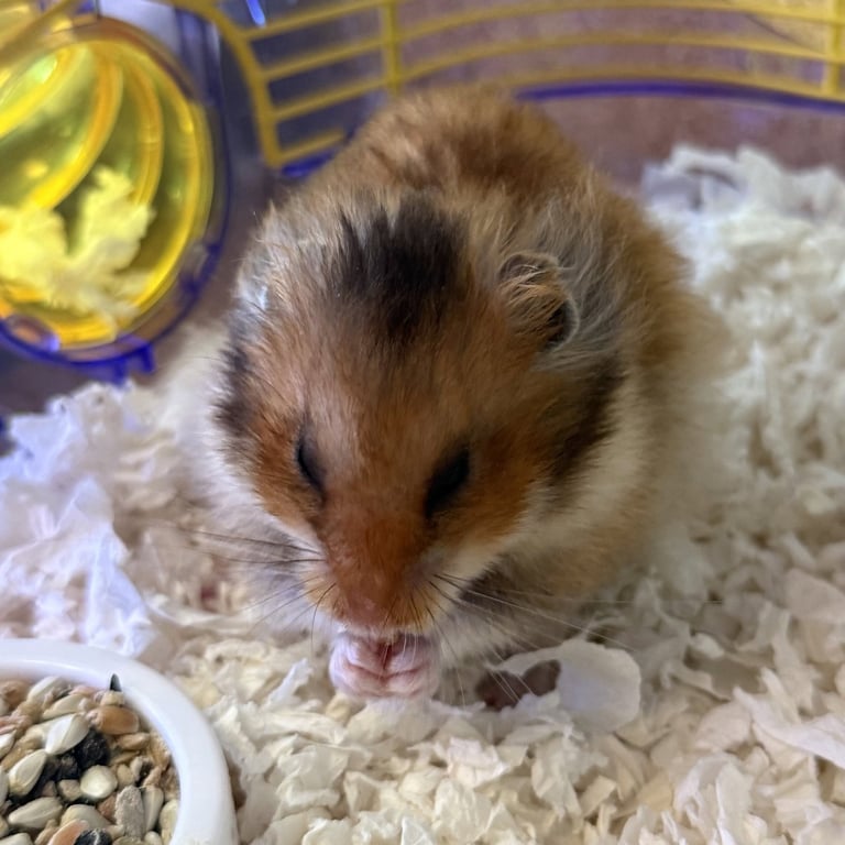 Mochi Image