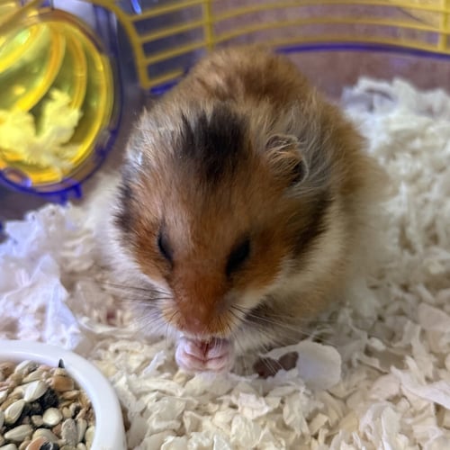 MOCHI - Hamster / Hamster available for adoption