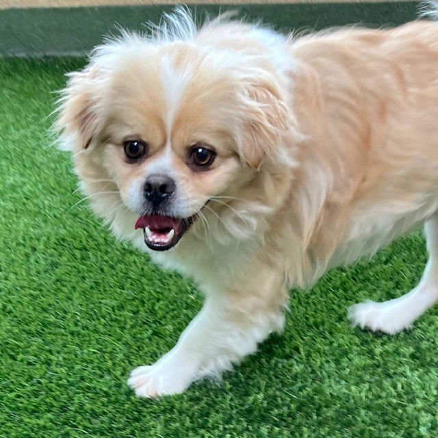 OZZY - Tibetan Spaniel available for adoption