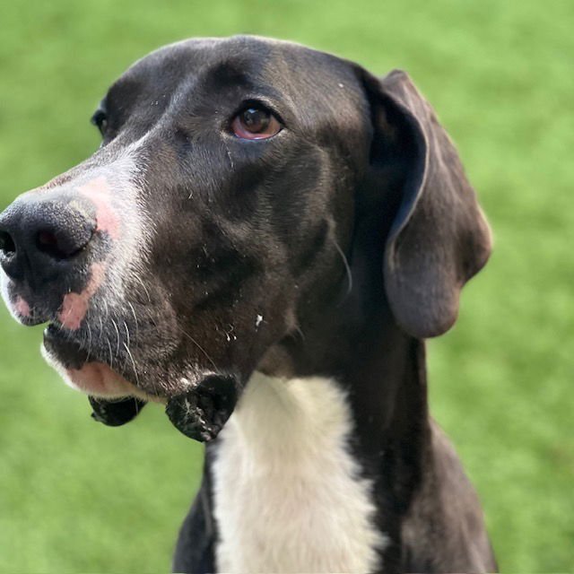KITTLE - Great Dane available for adoption
