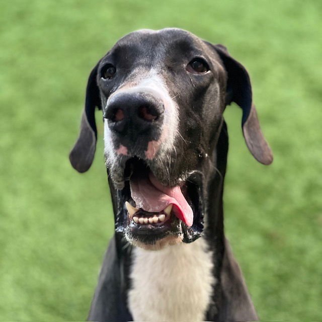 KITTLE - Great Dane available for adoption
