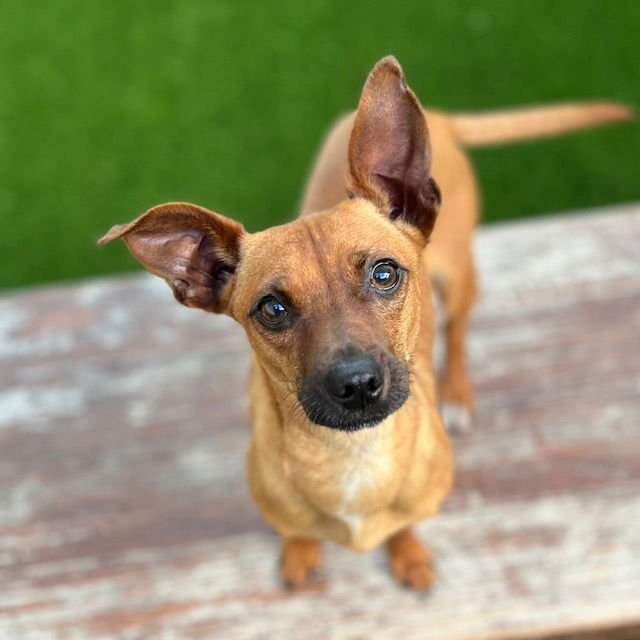 TOFFEE - Chihuahua available for adoption