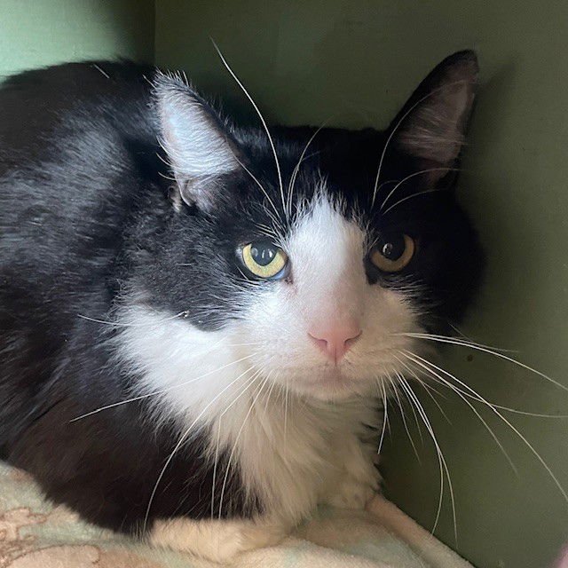 ARLO - Domestic Medium Hair available for adoption