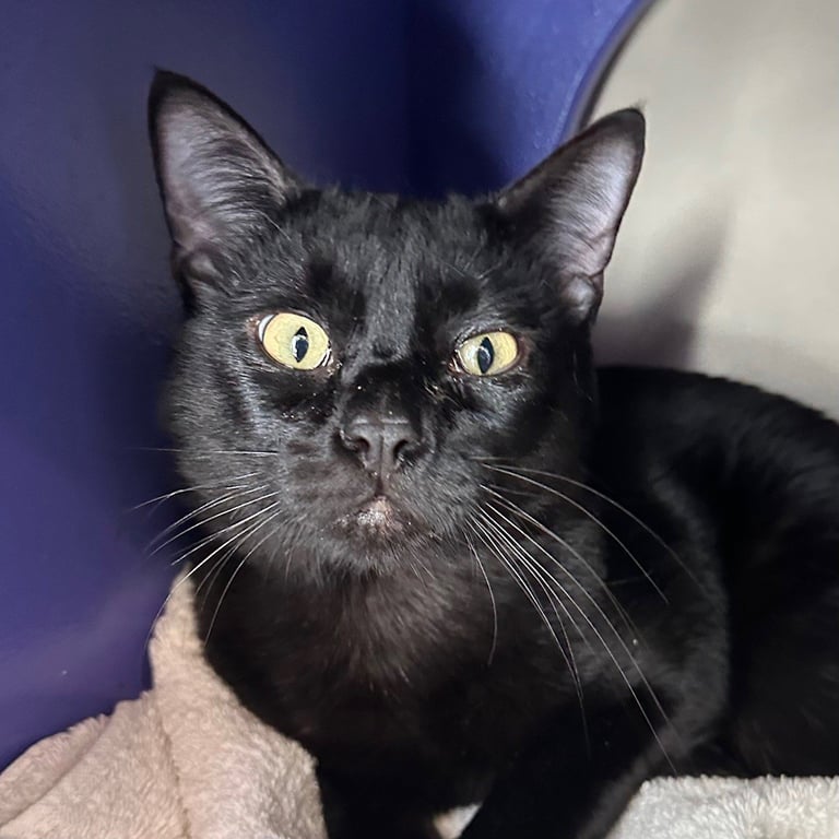 Dewey & Pickle Image