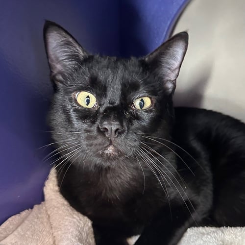 DEWEY & PICKLE - Domestic Short Hair available for adoption