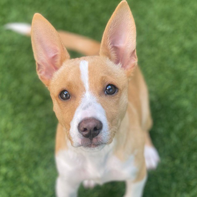 Chulita the Puppy! Image